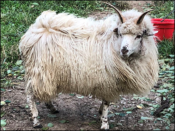 churro sheep